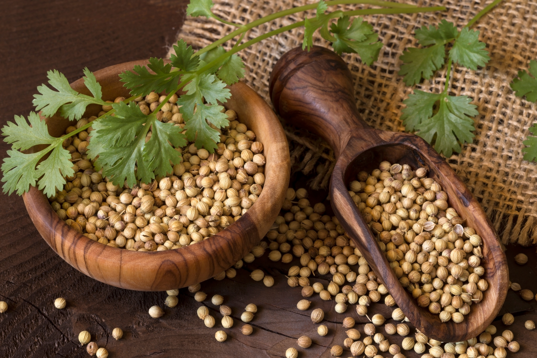 Graines de Coriandre – 1 kg | Arôme Frais & Qualité Naturelle Supérieure