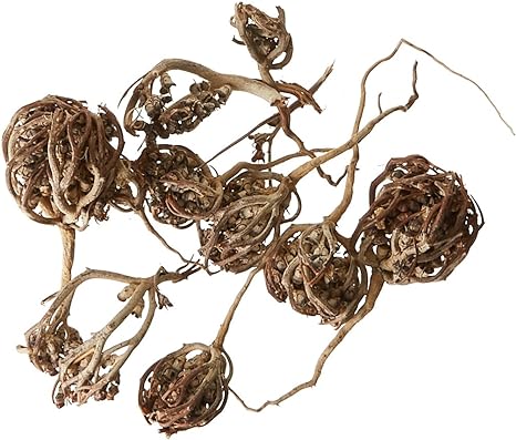 Rose de Jéricho – Plante Miracle Purifiante et Revitalisante pour la Fertilité et le Bien-être